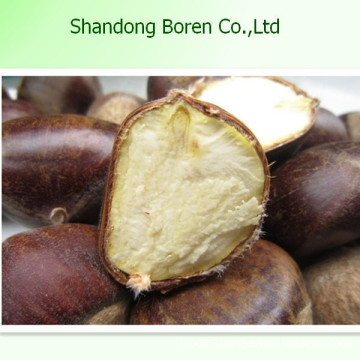 Supply 100% Mature Fresh Chestnut Fromchina